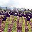 Güterzüge der Eisenbahn (Foto: Eisenbahnministerium)