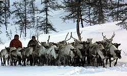 Rentierzüchter auf Tschukotka (Quelle: Chukotka.org)
